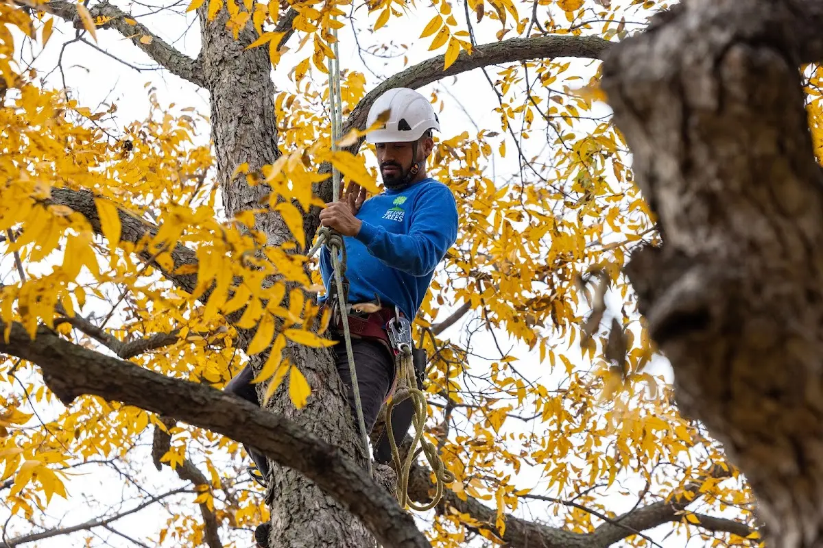 Skilled Tree Transplanting crew working in Webster
